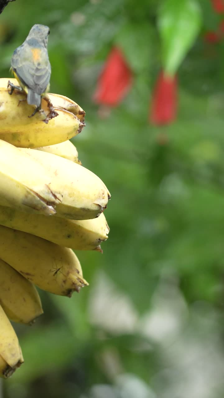 Two Orange-bellied flowerpecker birds eating bananas in the garden. Vertical orientation footage with copyspace