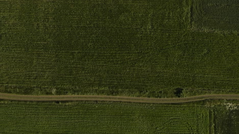 Green-farm-fields-with-tractor-tracks-and-field-road-in-Georgia