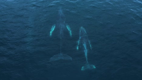 a family of three humpback whales coming out of the water, drone view, 4k