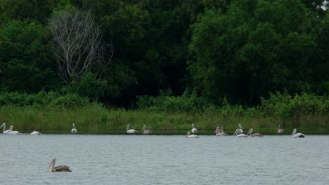 one in the front moving to the left while a flock at the back at the edge of the water moving also together to the left, spot-billed pelicans pelecanus philippensis, thailand