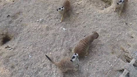 Erdmännchen-Im-Zoo-Füttern