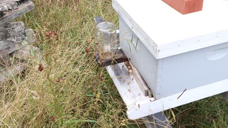 close up of bees working hard to make honey at the farm
