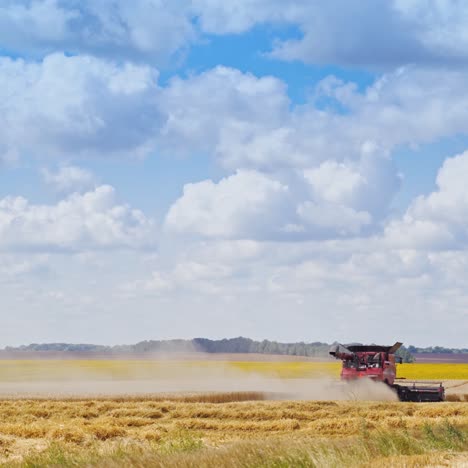 Grain harvesting tractor