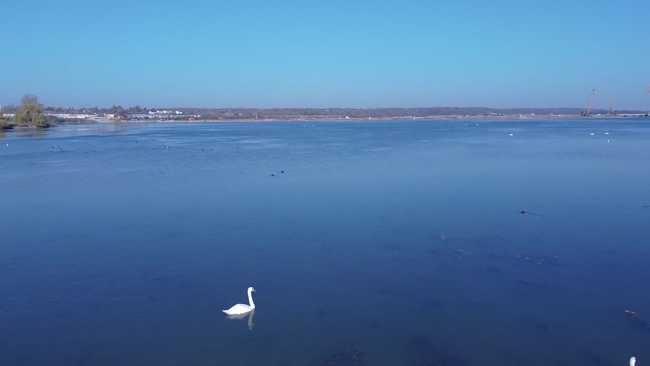 antena de cisnes nadando en el lago a fines de la temporada de otoño
