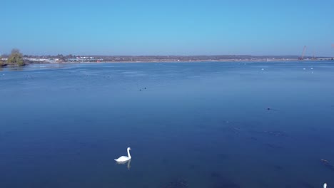 Luftaufnahme-Eines-Schwans,-Der-Im-Spätherbst-Auf-Dem-See-Schwimmt