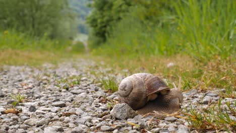 close up of a brown snail with a snail shell sits on a forest road