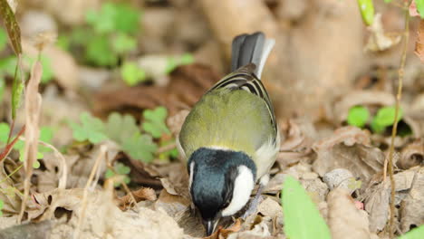 Japanese-tit-foraging-in-Japan-closeup