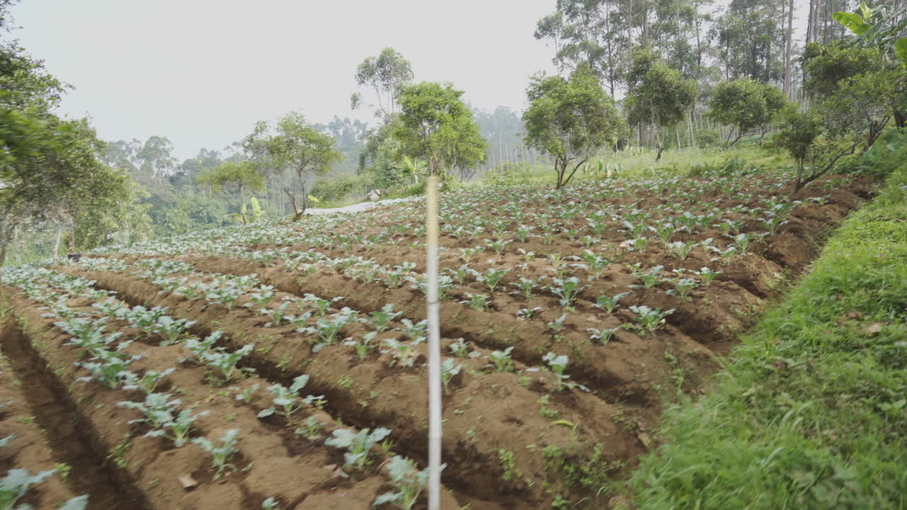 cabbage crops on a farm