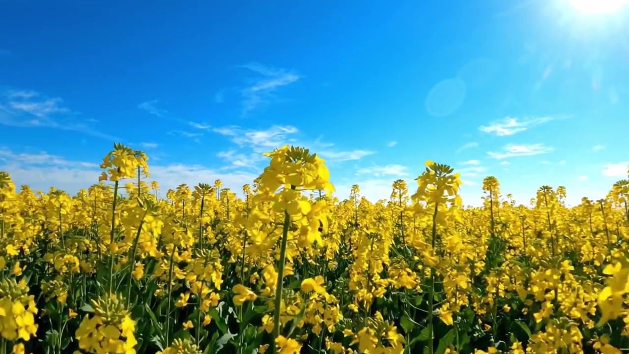 Campo Vibrante di Fiori Gialli Sotto un Cielo Azzurro Brillante Catturato in una Cornice di Paesaggio Sereno, Mettendo in Mostra la Bellezza e la Calma della Natura