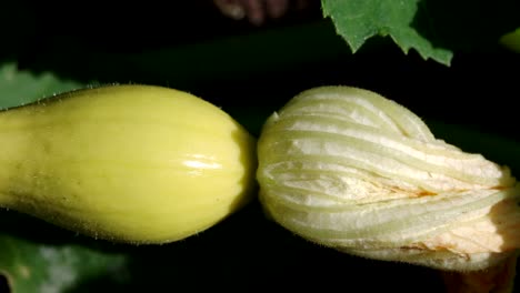 Yellow-Zucchini-With-Flower-Growing-In-Greenhouse-Garden