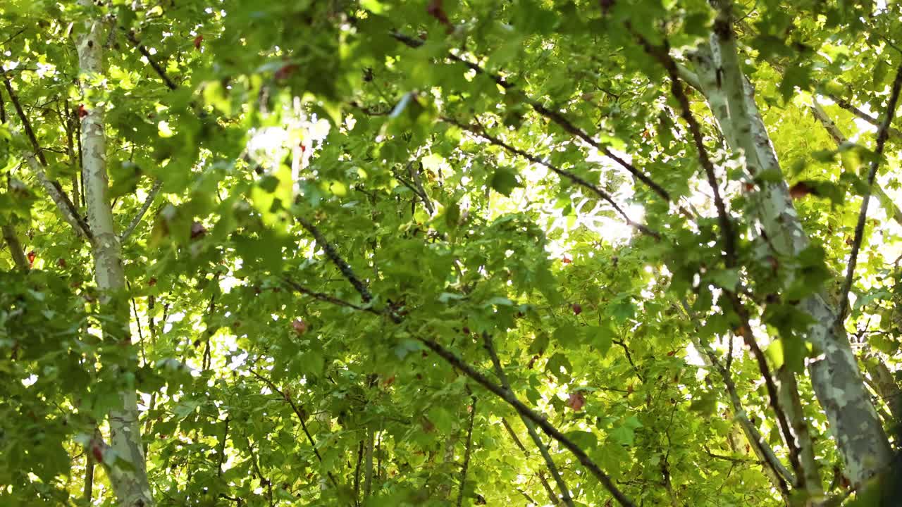 빛은 울창한 초록색 나무 잎을 통해 빛납니다.