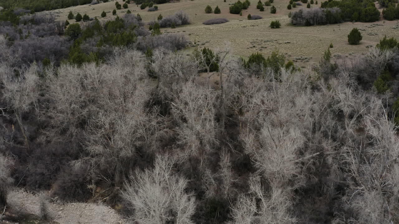 유타 산 풍경의 광야에 있는 나무 - 자연 공중