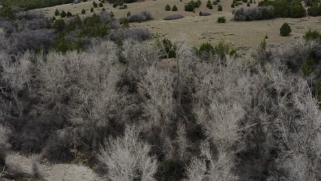 árboles en el desierto en un paisaje montañoso de utah - naturaleza aérea