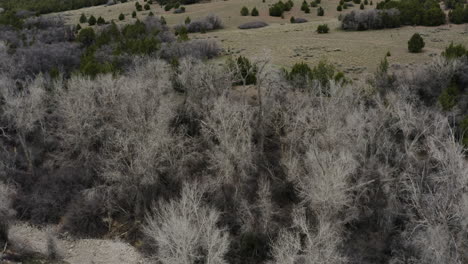 trees in the wilderness in a utah mountain landscape - nature aerial