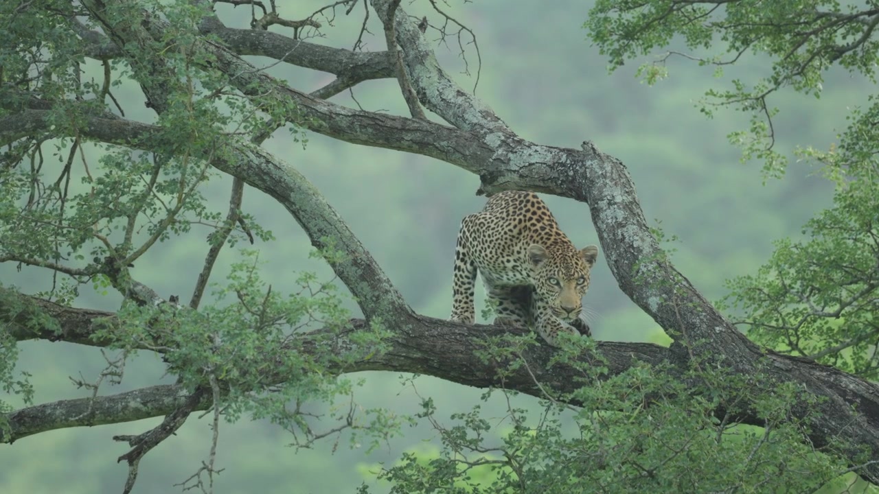 Kruger Ulusal Parkı'nda, fark edildiğini anladığında bir ağacın dalında yatmaktan kalkan ürkek bir leoparın geniş çekimi.