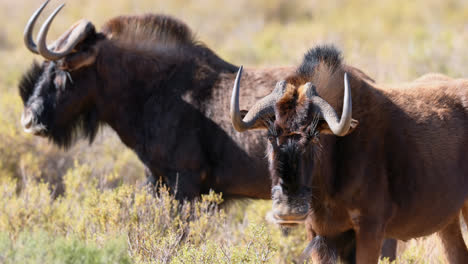 wildebeest grazing on grassland 4k