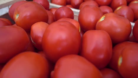 Close-up-shot-of-freshly-picked-tomatoes-bucket