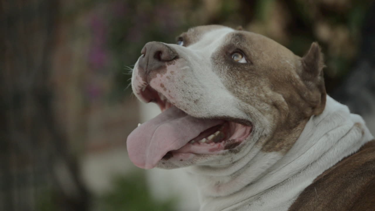 여름에 태양을 들고 문 밖으로 행복한 개