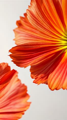 close-up of orange flower petals