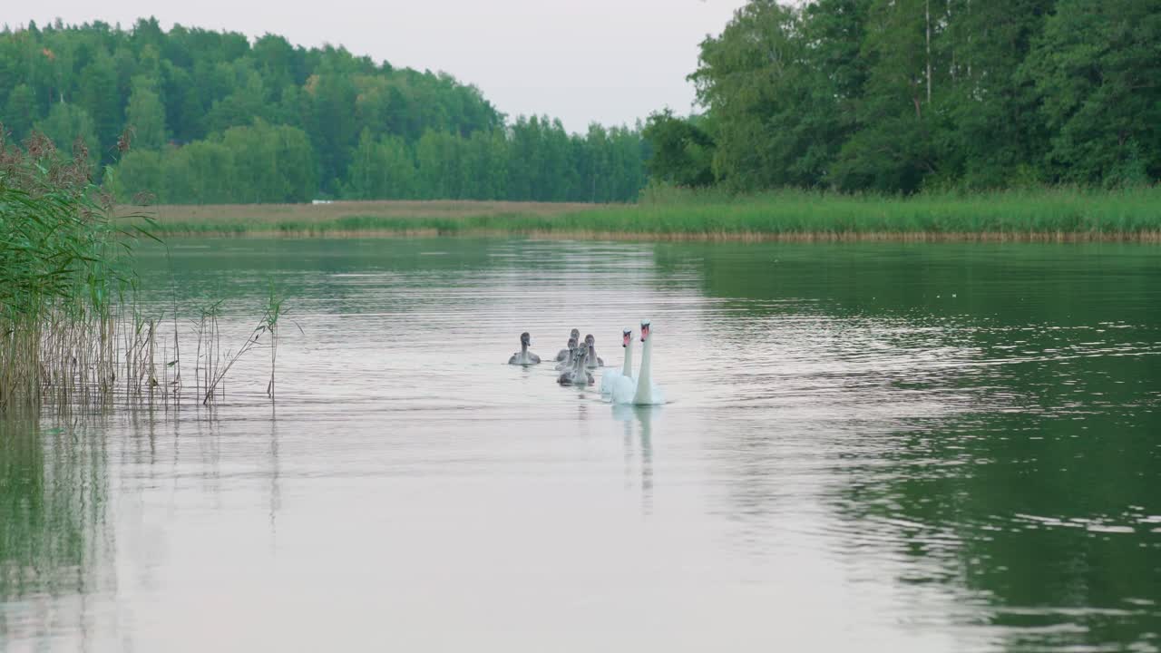 dos cisnes mudos y seis cygnets nadando en el mar cerca de la orilla