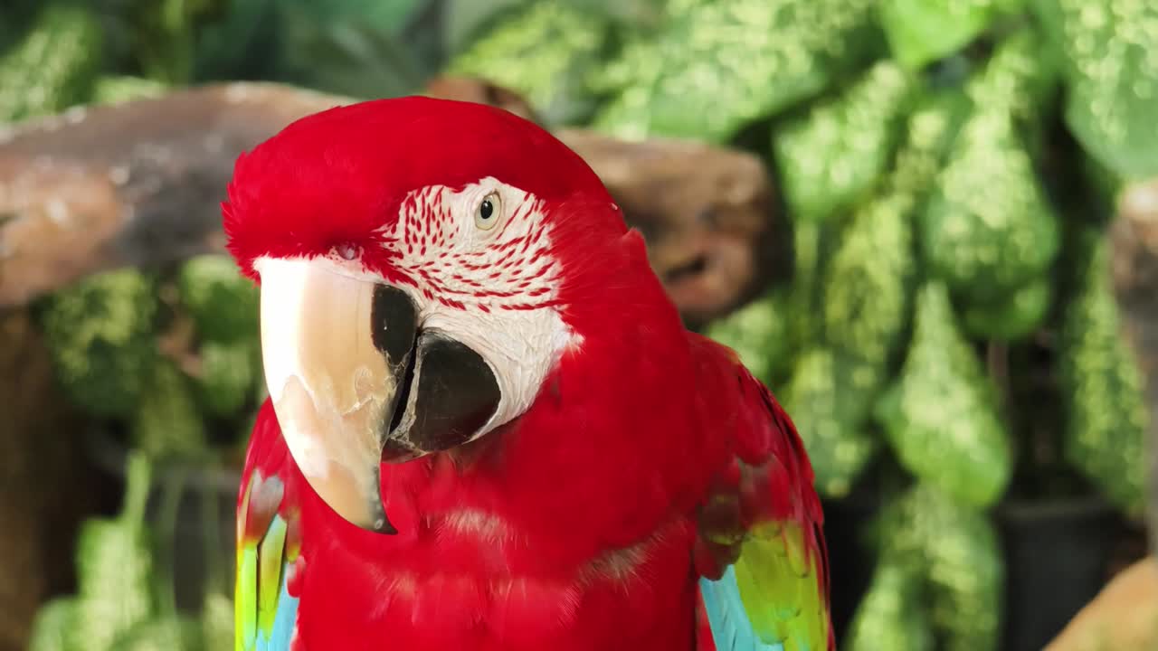 primer plano de un guacamayo rojo