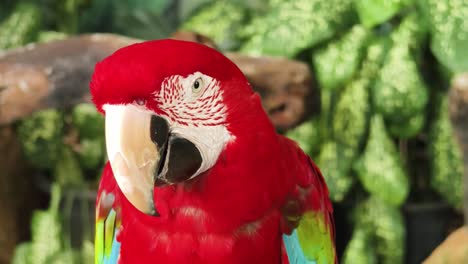 close-up of a red macaw