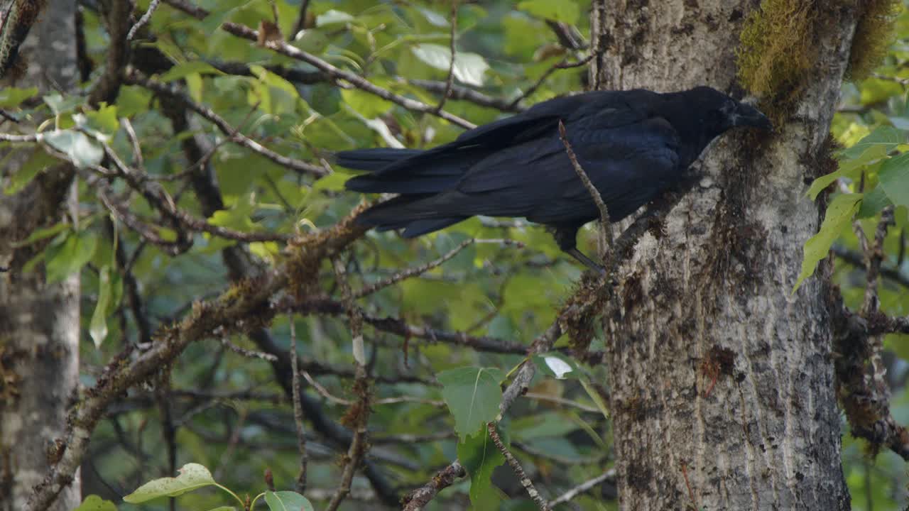 cuervo posado en una rama de álamo negro en el bosque boreal del norte