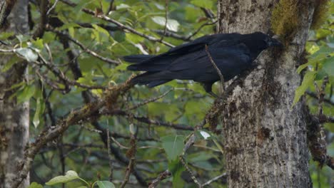 raven perched on branch of black poplar tree in northern boreal forest