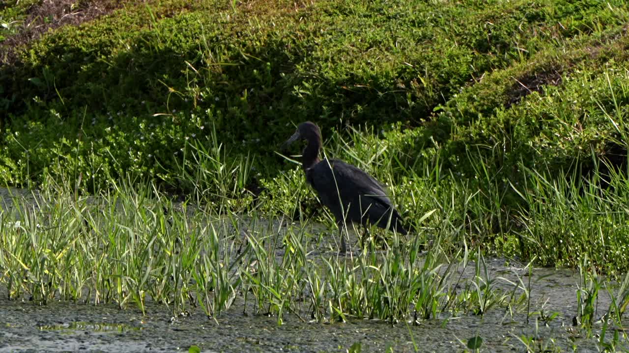 Little blue heron fishing at a lake