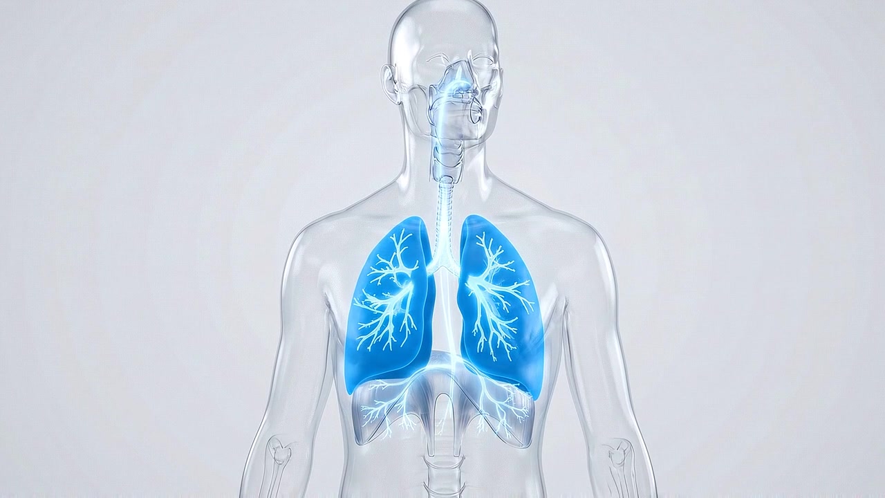 Transparent anatomical human figure displayed against white clinical background