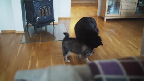 slowmotion tracking shot of a finnish lapphund puppy jumping and playing with another dog