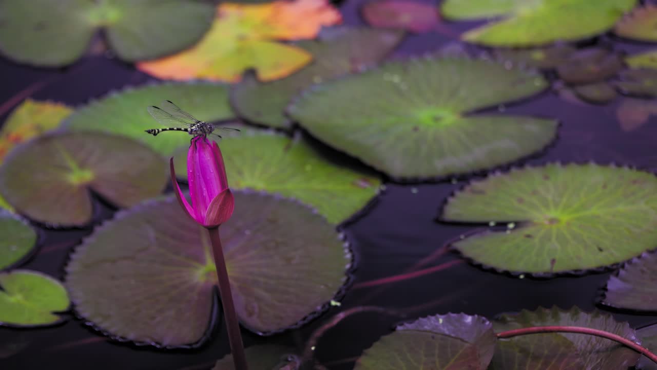 비행 잠자리는 분홍색 수련 꽃에 착륙하고 바람이 날개를 분다