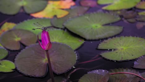 la libélula voladora aterriza en una flor de nenúfar rosa, el viento sopla alas