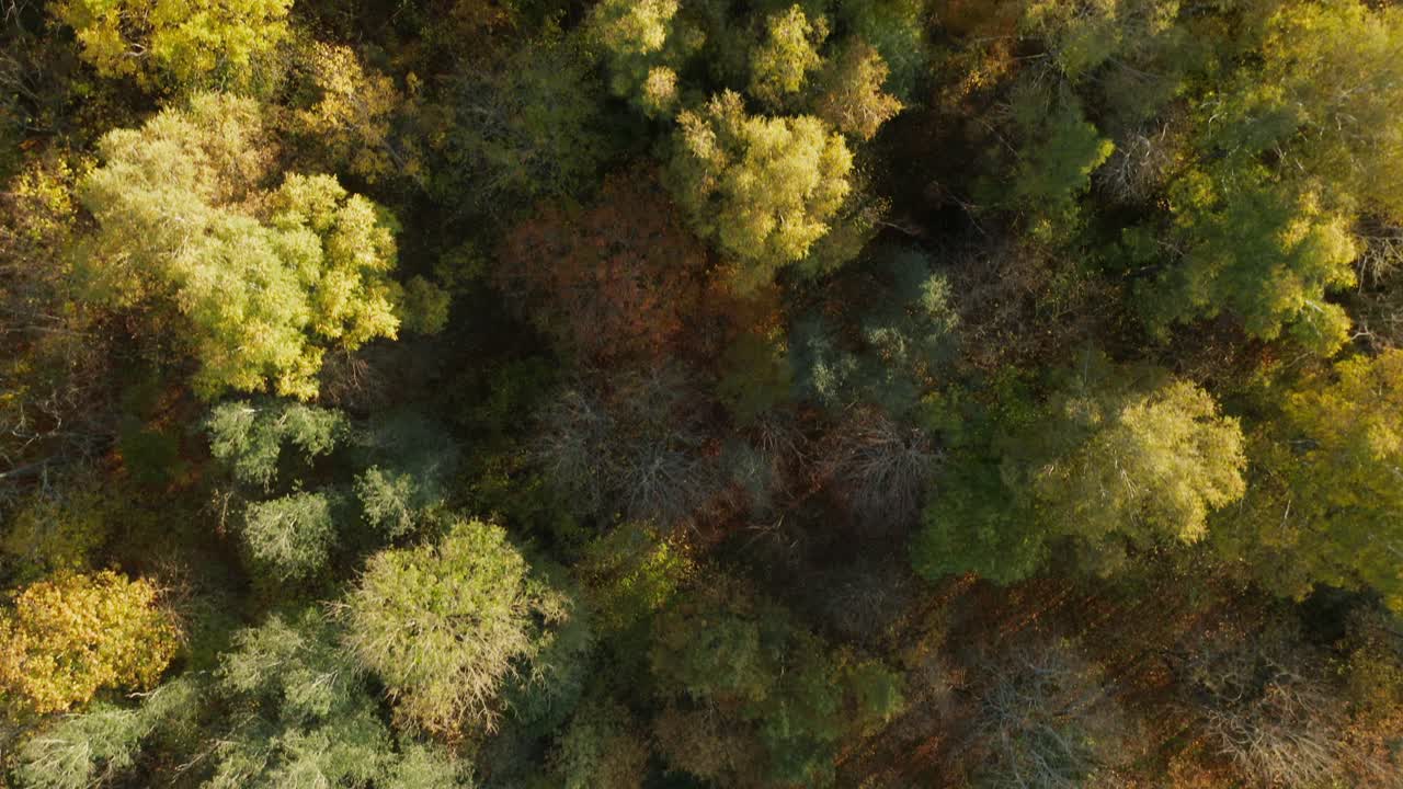 AERIAL: Top Down Shot of Autumn Season Trees in Forest With Very Colourful Brown Red and Golden Colour Leaves