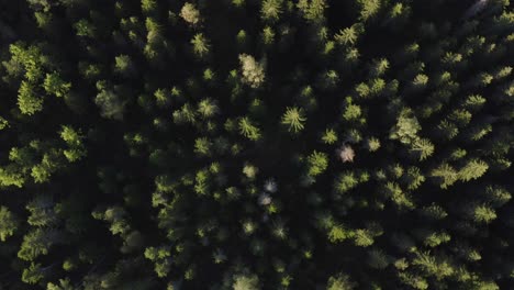 Trees-view-top-down-perspective-rotating.-4k