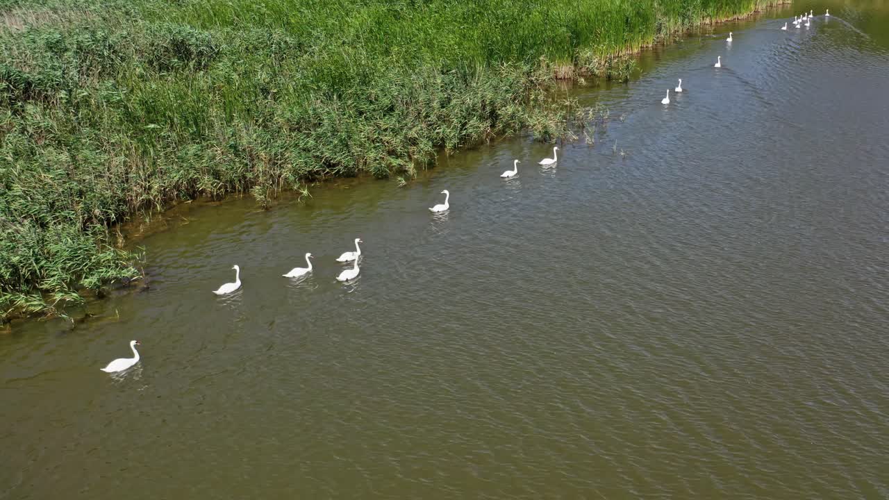 White swans on a river. Beautiful bird family. Seasonal postcard, selective focus. Migratory birds. Wildlife beauty. Video from above.