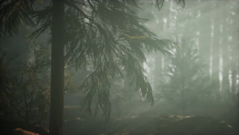 Morgen-Mit-Nebel-Im-Sequoia-Nationalpark