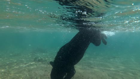 el perro negro nada en la superficie del agua y se sumerge en busca de piedras en el fondo del mar. disparo submarino, 4k-60fps. mar rojo, dahab, egipto