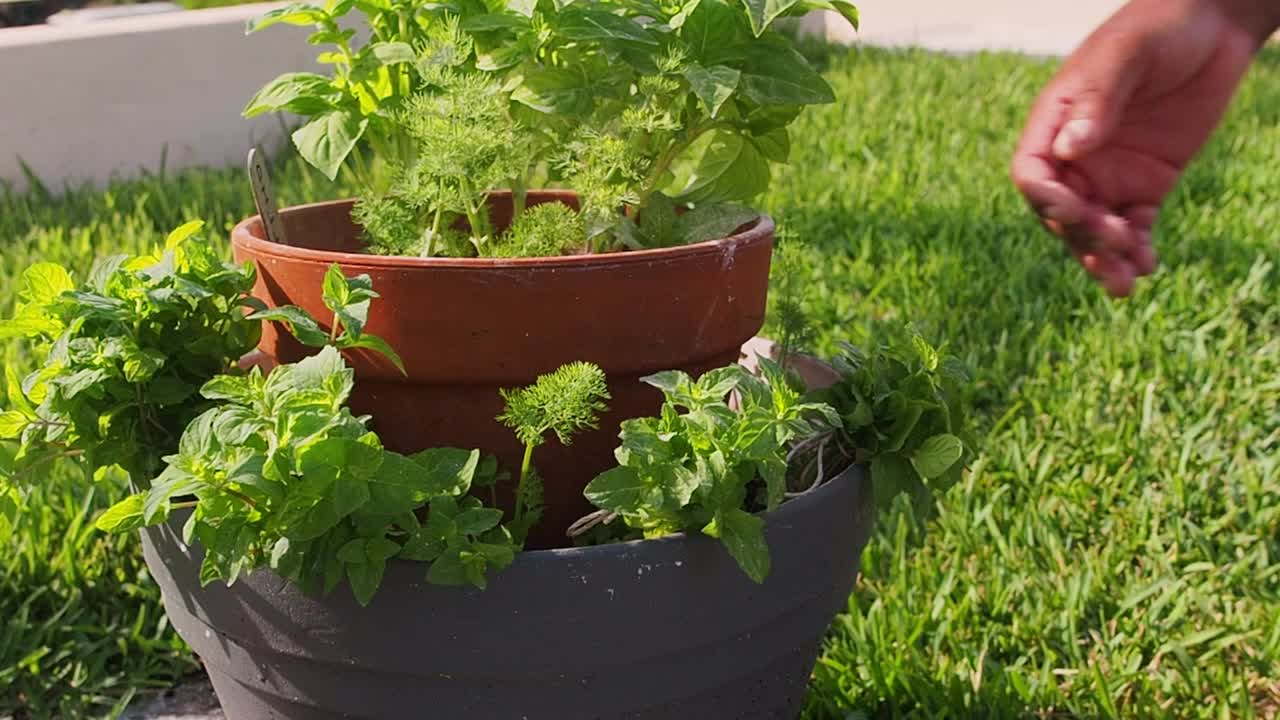 podar menta fresca de la olla
