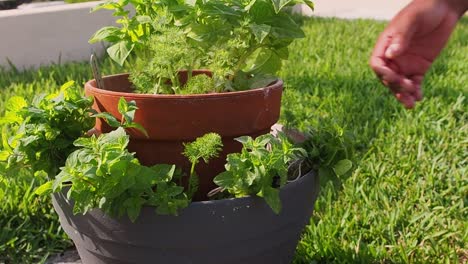 Frische-Minze-Aus-Dem-Topf-Schneiden