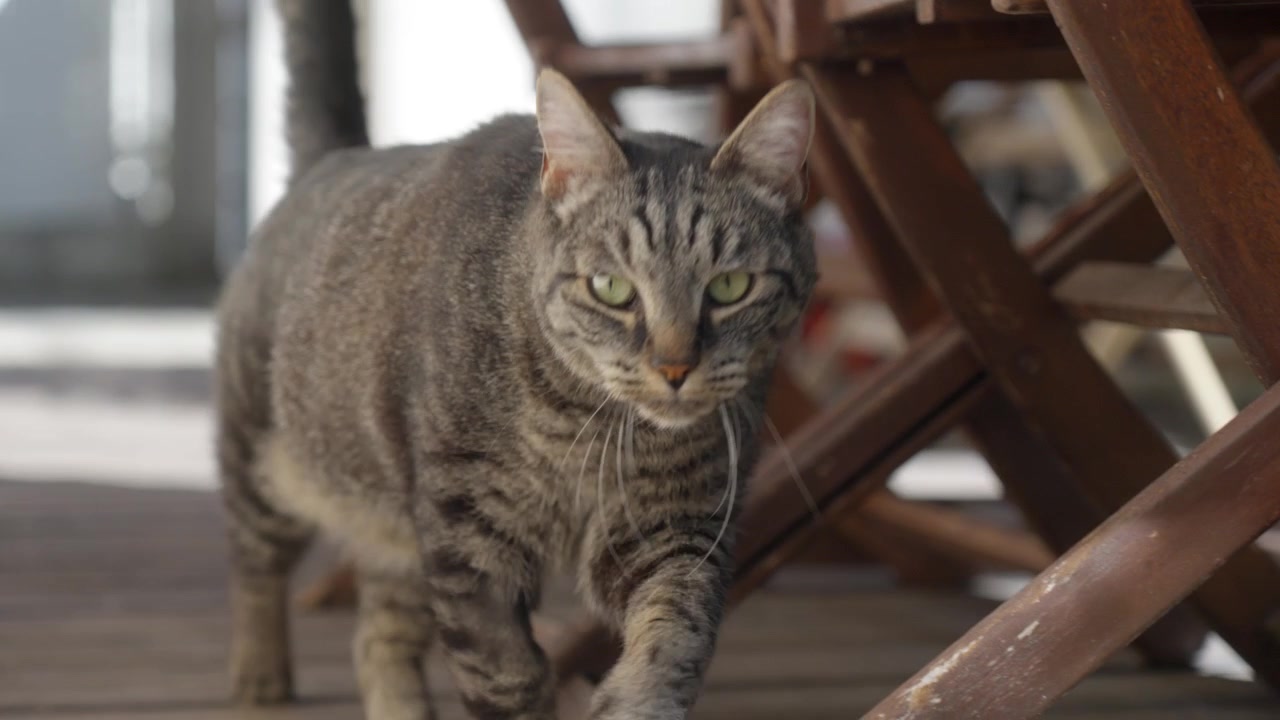 Getigerte Katze läuft auf einer Holzterrasse neben Holzstühlen und den Beinen einer Person im Freien