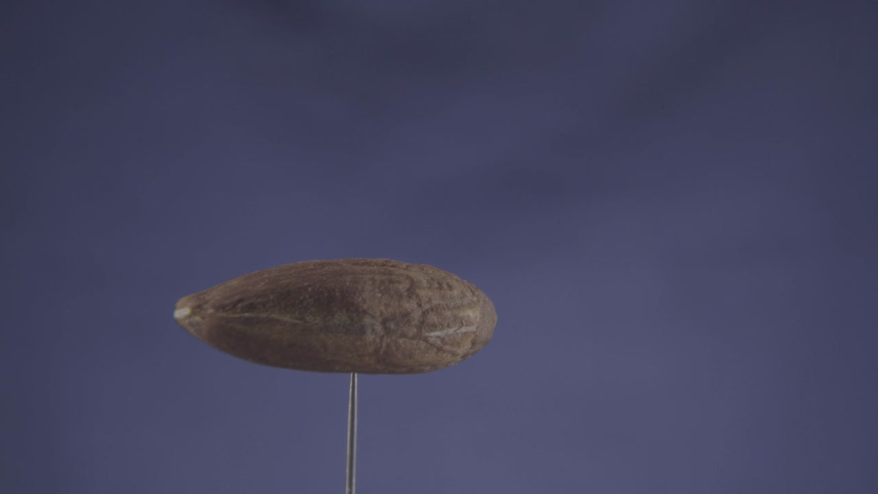 almendra girando con bucle en pantalla azul para la llave de croma