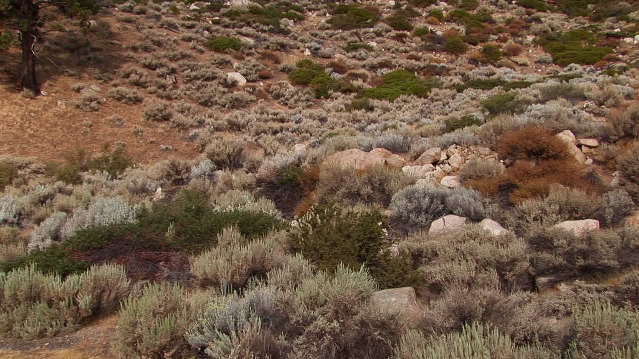 연기가 자욱한 곰 화재 위험 표시