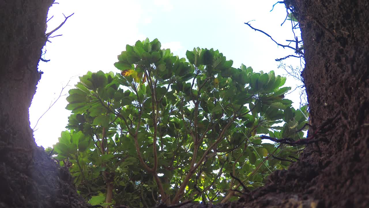 두 마리의 웨스트 하이랜드 화이트 테리어 웨스티 개들이 진이 많은 구이를 바라보고 있다