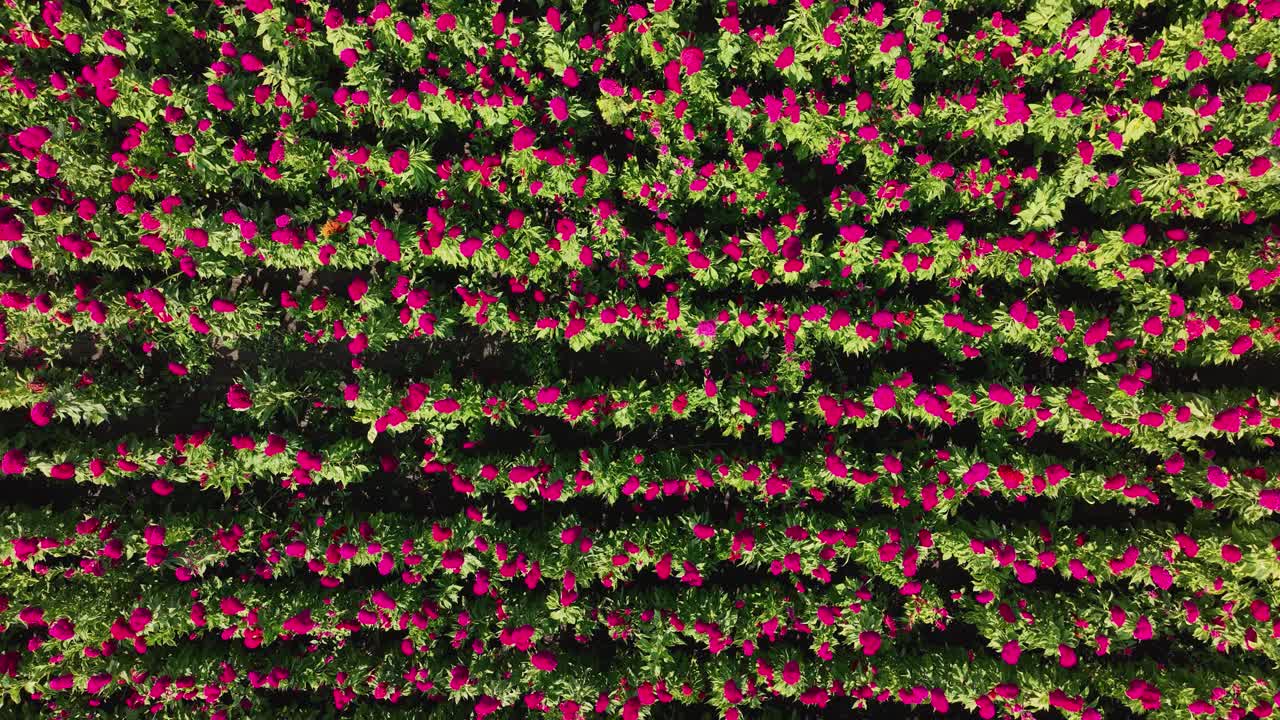 video de un campo de flores en méxico, conocido como la flor terciopelo