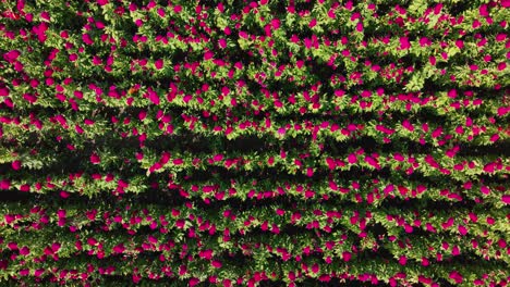 drone video of a flower field in méxico, known as terciopelo flower