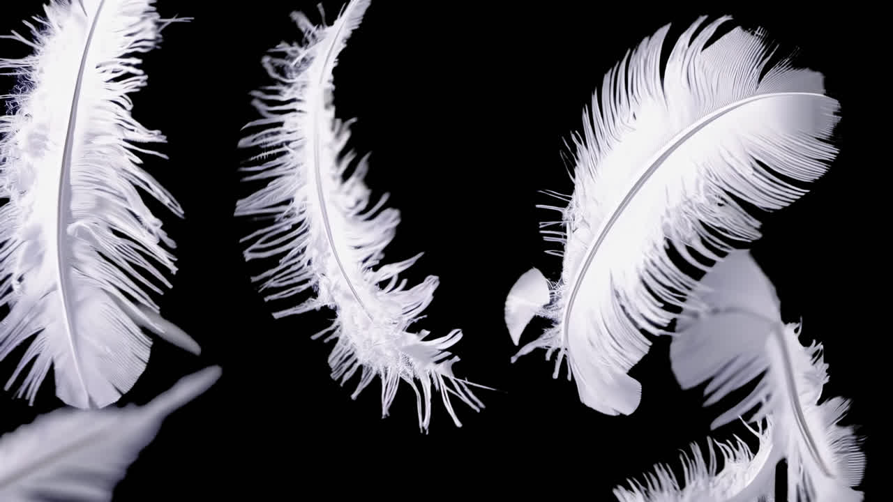 Delicate white feathers floating gracefully animated overlay, transparent 4K video, alpha channel