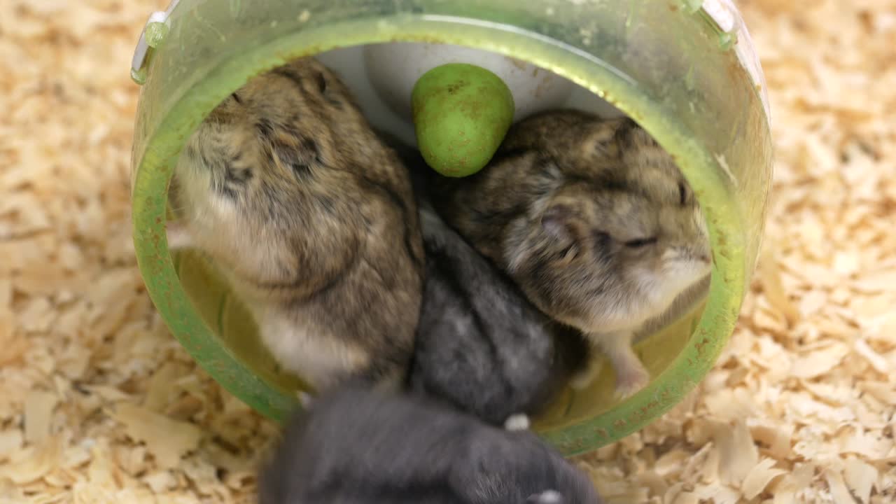 Hamsters Playing in a Wheel