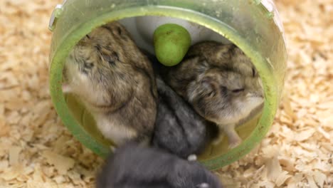 hamsters playing in a wheel