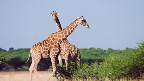 african giraffes on central kalahari habitat in nature reserve in botswana, southern africa